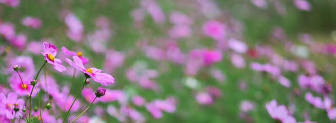 Wall Mural - Pink cosmos flowers blooming in the garden