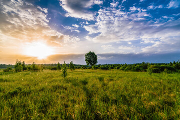 Wall Mural - morning summer landscape with a lone tree in the meadow with sunrise and sunlight in the cloudy sky