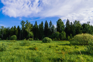 Wall Mural - natural landscape with a forest of birches and fir trees and a green meadow on a summer day