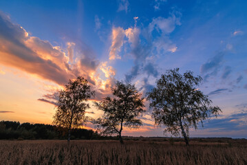 Wall Mural - Summer landscape of three birches in a field at sunset or dawn with a beautiful sky