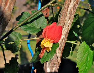 Canvas Print - Flowering of Asian Abutilon (Abutilon megapotmicum)