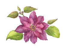 Bouquet With Beautiful Large Violet-purple Clematis Flower (clematis Viticella, Leather Flower Or Vase Vine). Watercolor Hand Drawn Painting Illustration Isolated On White Background.
