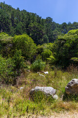 Poster - Wild Goat in the bush on a walkway to Cathedral Caves in New Zealand