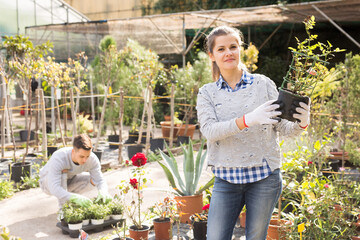 Two workers look after flowers in orangery. High quality photo