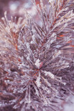 Fototapeta Dmuchawce - pine tree branch with long needles covered in snow