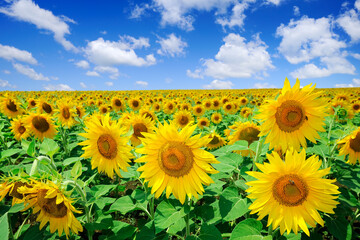 Wall Mural - Idyllic view, field of golden sunflowers