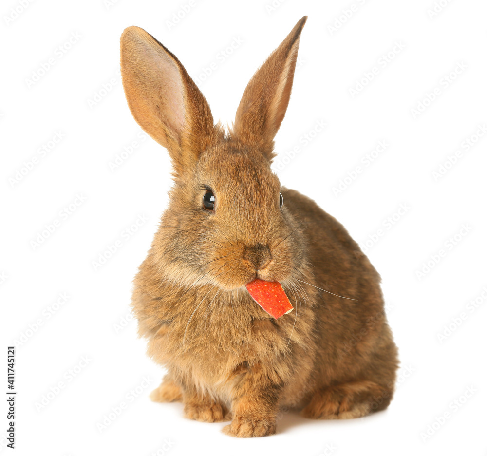 Cute fluffy rabbit on white background