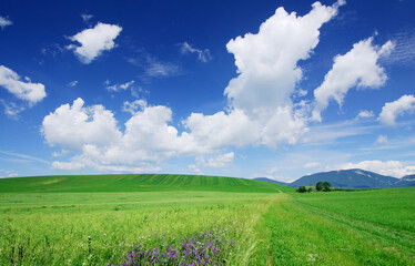 Wall Mural - landscape with green fields and blue sky