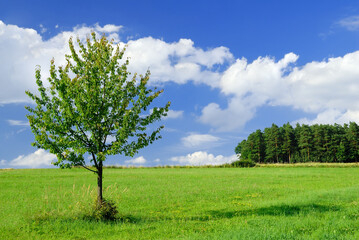 Wall Mural - spring view, lonely tree among green fields