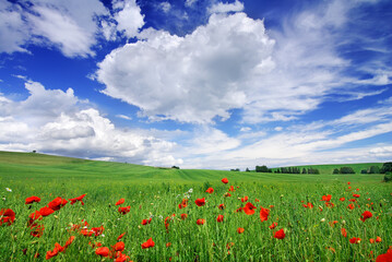 Wall Mural - idyllic view, small red poppies on green field
