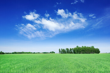 Wall Mural - view of the green fields and blue sky