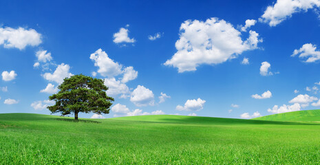 Wall Mural - idyll, panoramic landscape, lonely tree among green fields