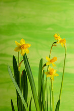 The Small Flowers Of A Miniature Daffodil