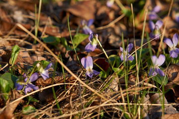 Wall Mural - Beautiful early violet flower or pale wood violet Viola odorata flowering in spring, shallow depth of field, macro shot.