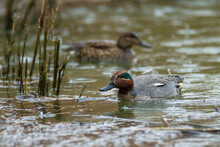 Teal Marsh Duck During A Thunderstorm