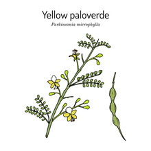 Yellow Palo Verde Or Little-leaved Paloverde Parkinsonia Microphylla , Edible And Ornamental Plant,