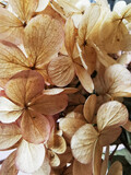 Fototapeta Kwiaty - Suszone kwiaty hortensji  z bliska
