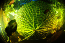 Floating Water-lily Leaf Captured From Underneath Underwater