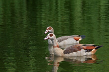 Feral Egyptian Geese (Alopochen Aegyptiacus) In Park, Keil, Schleswig-Holstein, Germany