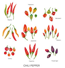 Watercolor Illustration Of Different Chili Peppers (paprika, Habanero, Thai, Japanese, Cherry, Cayenna, Purple Tiger, Tabasco And Baccatum)