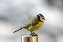 New Blue Tit Baby In Winter

