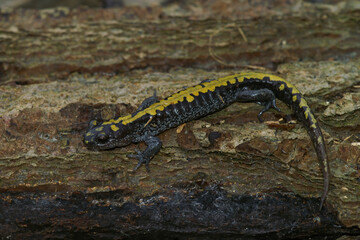 Wall Mural - Adult male long-toed salamander Ambystoma macrodactylum on a tree trunk