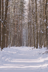 Wall Mural - Pine and birch tree forest with path during winter time. Image with grains. Vintage tone filter color style