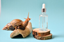Cosmetic Serum With Extract Of Snail Slime And A Snails On A Wood. Snail Mucus Extract.