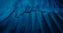 Blue Feather Pigeon Macro Photo. Texture Or Background