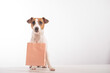 Portrait of dog jack russell terrier holding a pink paper bag in his mouth on a white background. Copy space.