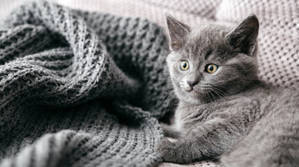 Gray British purebred cat lies on couch. Portrait of beautiful fluffy kitten of gray coat color in cozy home alone. Scared animal mammal pet. Long web banner