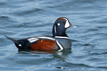 Wall Mural - Harlequin Duck, Histrionicus histrionicus