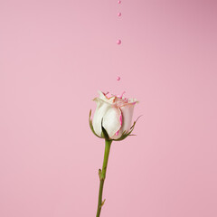 Creative spring layout made of rose flower with dripping pink paint on pastel background. Minimal bloom, blossom or floral concept. Summer exotic background with copy space.