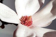 Water Drops On The Fresh Blooming Magnolia Flower Close Up. Morning Dew Macro Selective Focus