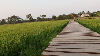 Poster - wooden bridge in the field