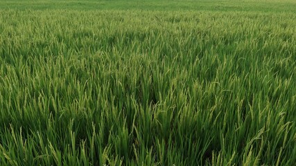 Poster - rice field in the morning