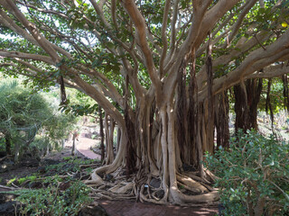 view of giant ficus socotrana with vertical roots in botanical garden, jardin botanico canario viera
