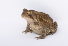 American Toad Side Profile