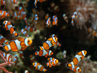 Bunch of clown fishes