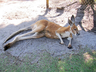 Kangaroo, Caversham Wildlife Park, Perth, Australia