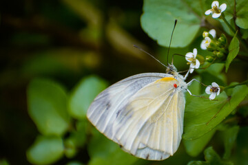 Wall Mural - butterfly on a flower