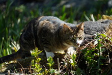 Close-up Of Cat Slinking Outdoors