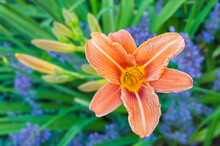 Close Up Of A Beautiful Orange Day Lily