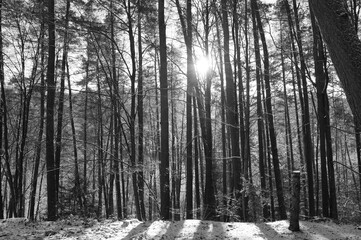 Wald Winter Sonnenstrahlen Berg 