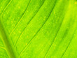 © Tle - green leaf texture