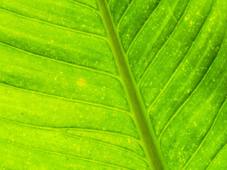 green leaf background