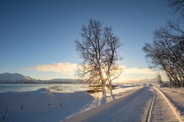 Wall Mural - Sunny Winter Landscape- Sunset in winter snowy forest, big trees covered snow