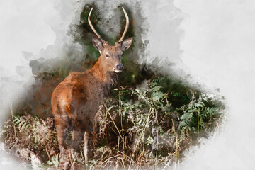 Wall Mural - digital watercolor painting of beautiful image of red deer stag in vibrant golds and browns of autum