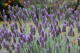 Fototapeta Kwiaty - lavender  flowers close up