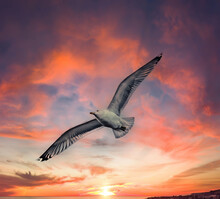 Seagull Flying At Sunset